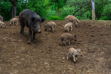 Wild boars