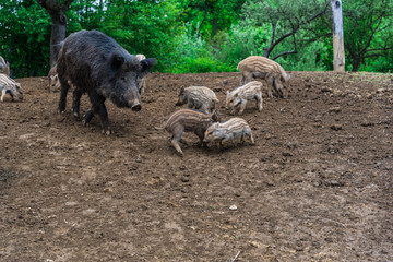 Fototapeta premium Wild boars