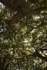 Tronco de &aacute;rvore em floresta tropical	