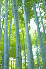 Fototapeta premium Nature background green Bamboo forest in Japan