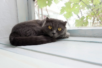 A sad Scottish gray cat on the window. Nature from the window.