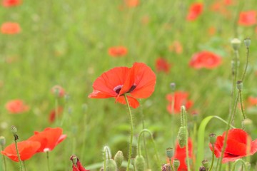 Macro details of colorful poppy flower fields