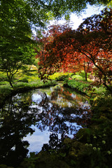 Red tree reflected in a pond