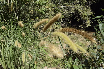 Grama verde