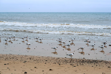 A flock of birds on the beach. Seagulls in cloudy weather.