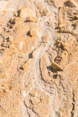 lizard on the sand