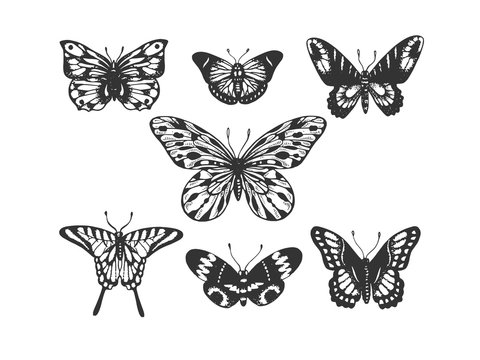 Butterfly insect animal engraving vector