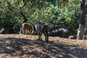 Wild boars