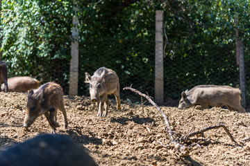 Wild boars