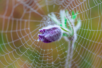 spider on the web