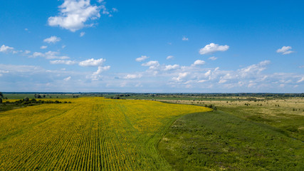 Obraz premium Aerial view of cultivated sunflower field in summer