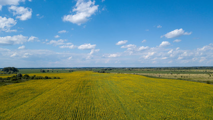 Fototapeta premium Aerial view of cultivated sunflower field in summer