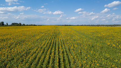 Aerial view of cultivated sunflower field in summer