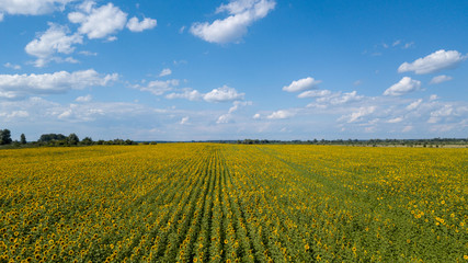 Fototapeta premium Aerial view of cultivated sunflower field in summer