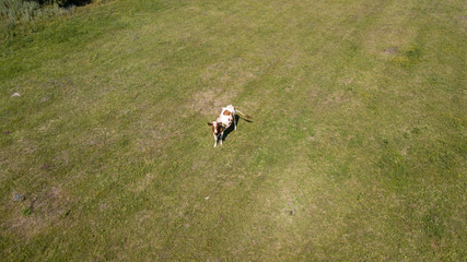 Naklejka na ściany i meble Aerial view of a group of cows and their calfs