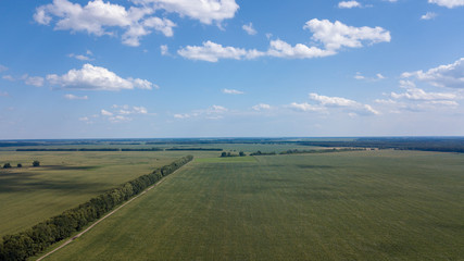 Obraz premium aerial view of a beautiful sunset over green corn fields - agricultural fields