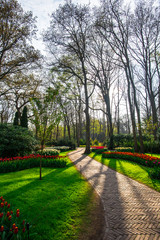 Fototapeta na wymiar Landscape in Keukenhof park , Holland