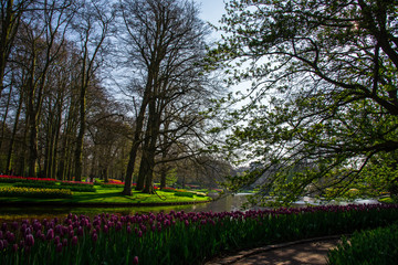 Landscape in Keukenhof park , Holland