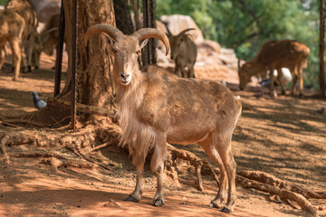 Male Barbary sheep,  Ammotragus lervia