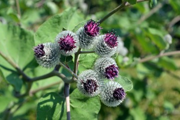 green buds and purple flowers of felt burdock or woolen burdock (Arctium tomentosum, asteraceae)