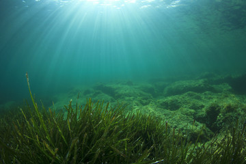 Fototapeta na wymiar Green grass blue ocean underwater 