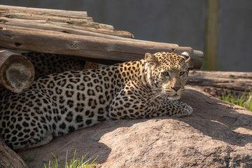 A leopard, Panthera pardus, in captivity