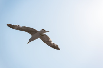 seagull in flight