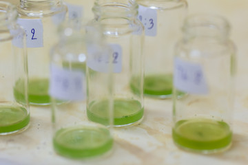 Analysis of fish meal in laboratory.