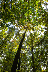 Landscape in the forest