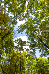 Landscape in the forest