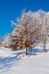 Fresh winter snow trees