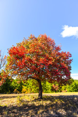 Naklejka premium Autumn colors of tree