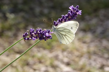 Butterfly in the summer sitting on a flower