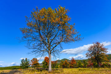 Obraz premium Autumn colors of tree