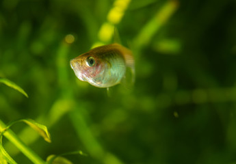 Several of guppy in aquarium. Selective focus with shallow depth of field.