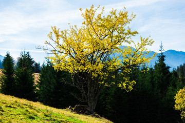Autumn landscape in Tihuta, Romania