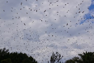 Bats, flying fox, Africa