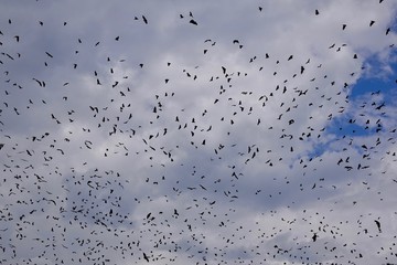 Bats, flying fox, Africa