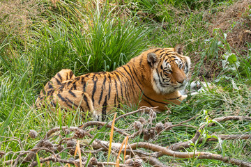 Tiger, Panthera tigris, the largest feline species