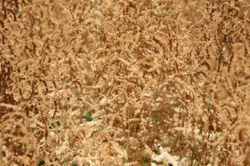 Brown texture of fern-like plant