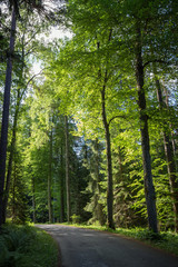 Fototapeta premium Small and empty road lined with lush trees at the Aulanko nature reserve in Hämeenlinna, Finland, on a sunny morning in the summer.