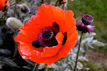 red poppy in the field