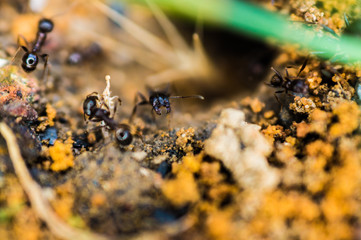 Ants dig a house in the ground