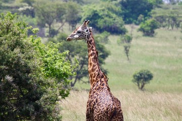 Giraffe, Masai Giraffe, Serengeti