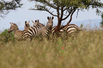 Fototapeta na wymiar Zebra, herd of Zebras under a tree, Rwanda, Afrika