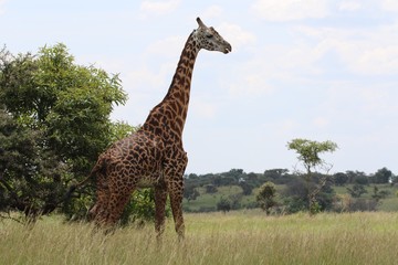 Giraffe, Masai Giraffe, Serengeti