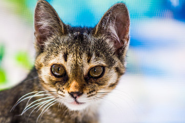 Portrait of a domestic cat on a windowsill