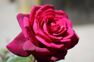 Garden rose.