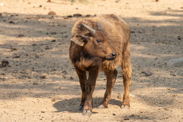 Cape buffalo calf looking to the side