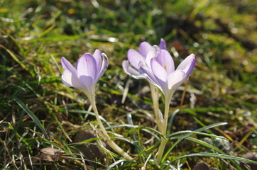Crocus